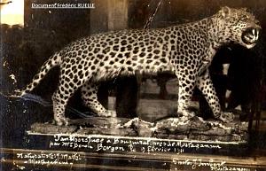 ALGERIE-LA PANTHERE